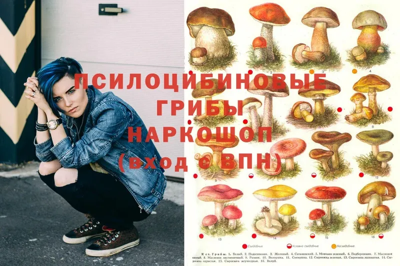 Псилоцибиновые грибы Psilocybine cubensis  Армянск 